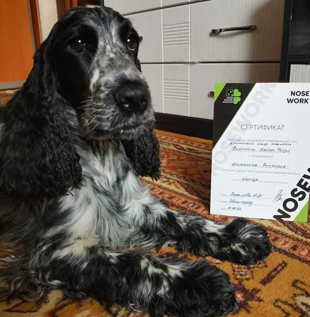 Ноузворк для собак