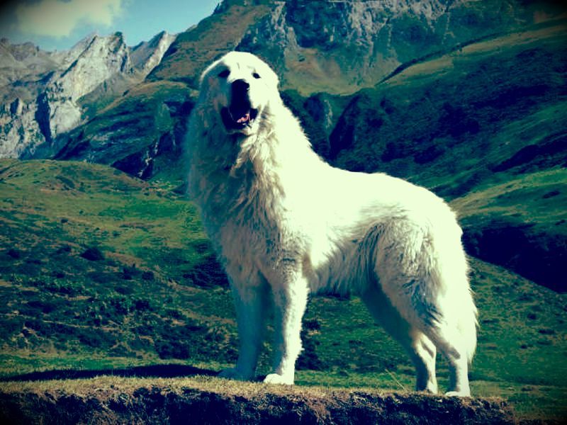 Дрессировка Пиренейской горной собаки